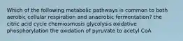 Which of the following metabolic pathways is common to both aerobic cellular respiration and anaerobic fermentation? the citric acid cycle chemiosmosis glycolysis oxidative phosphorylation the oxidation of pyruvate to acetyl CoA