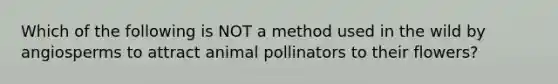 Which of the following is NOT a method used in the wild by angiosperms to attract animal pollinators to their flowers?