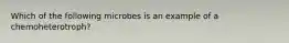 Which of the following microbes is an example of a chemoheterotroph?