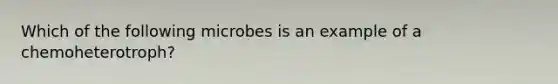 Which of the following microbes is an example of a chemoheterotroph?