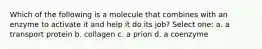 Which of the following is a molecule that combines with an enzyme to activate it and help it do its job? Select one: a. a transport protein b. collagen c. a prion d. a coenzyme