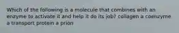 Which of the following is a molecule that combines with an enzyme to activate it and help it do its job? collagen a coenzyme a transport protein a prion