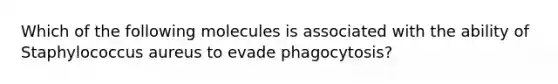 Which of the following molecules is associated with the ability of Staphylococcus aureus to evade phagocytosis?