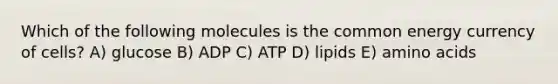 Which of the following molecules is the common energy currency of cells? A) glucose B) ADP C) ATP D) lipids E) amino acids