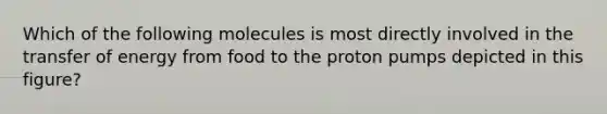 Which of the following molecules is most directly involved in the transfer of energy from food to the proton pumps depicted in this figure?