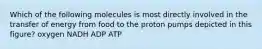 Which of the following molecules is most directly involved in the transfer of energy from food to the proton pumps depicted in this figure? oxygen NADH ADP ATP