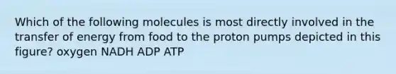 Which of the following molecules is most directly involved in the transfer of energy from food to the proton pumps depicted in this figure? oxygen NADH ADP ATP