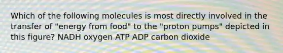 Which of the following molecules is most directly involved in the transfer of "energy from food" to the "proton pumps" depicted in this figure? NADH oxygen ATP ADP carbon dioxide