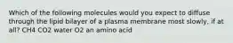 Which of the following molecules would you expect to diffuse through the lipid bilayer of a plasma membrane most slowly, if at all? CH4 CO2 water O2 an amino acid