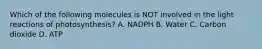 Which of the following molecules is NOT involved in the light reactions of photosynthesis? A. NADPH B. Water C. Carbon dioxide D. ATP