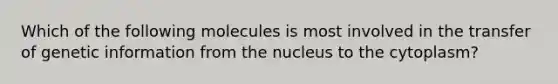 Which of the following molecules is most involved in the transfer of genetic information from the nucleus to the cytoplasm?