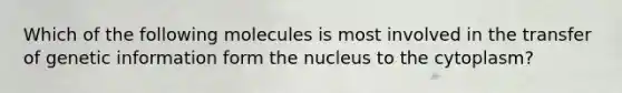 Which of the following molecules is most involved in the transfer of genetic information form the nucleus to the cytoplasm?