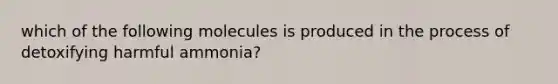 which of the following molecules is produced in the process of detoxifying harmful ammonia?