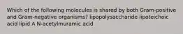 Which of the following molecules is shared by both Gram-positive and Gram-negative organisms? lipopolysaccharide lipoteichoic acid lipid A N-acetylmuramic acid