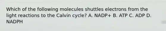 Which of the following molecules shuttles electrons from the <a href='https://www.questionai.com/knowledge/kSUoWrrvoC-light-reactions' class='anchor-knowledge'>light reactions</a> to the Calvin cycle? A. NADP+ B. ATP C. ADP D. NADPH