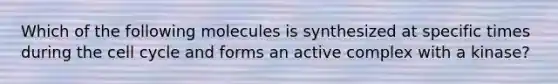 Which of the following molecules is synthesized at specific times during the cell cycle and forms an active complex with a kinase?