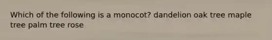 Which of the following is a monocot? dandelion oak tree maple tree palm tree rose