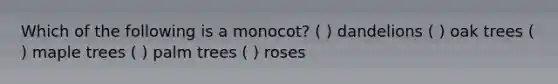 Which of the following is a monocot? ( ) dandelions ( ) oak trees ( ) maple trees ( ) palm trees ( ) roses