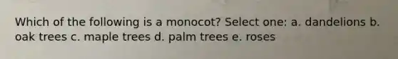 Which of the following is a monocot? Select one: a. dandelions b. oak trees c. maple trees d. palm trees e. roses