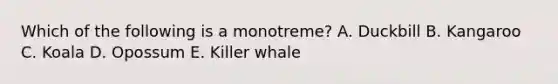 Which of the following is a monotreme? A. Duckbill B. Kangaroo C. Koala D. Opossum E. Killer whale