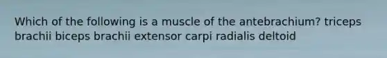 Which of the following is a muscle of the antebrachium? triceps brachii biceps brachii extensor carpi radialis deltoid