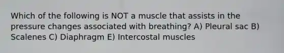 Which of the following is NOT a muscle that assists in the pressure changes associated with breathing? A) Pleural sac B) Scalenes C) Diaphragm E) Intercostal muscles