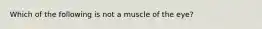 Which of the following is not a muscle of the eye?