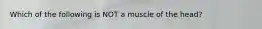 Which of the following is NOT a muscle of the head?