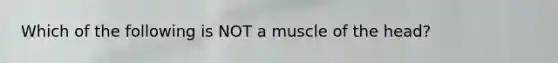 Which of the following is NOT a muscle of the head?