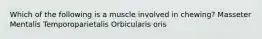 Which of the following is a muscle involved in chewing? Masseter Mentalis Temporoparietalis Orbicularis oris