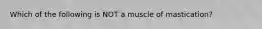 Which of the following is NOT a muscle of mastication?