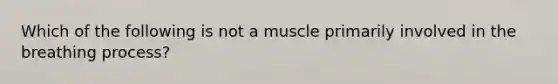 Which of the following is not a muscle primarily involved in the breathing process?