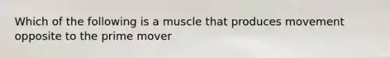 Which of the following is a muscle that produces movement opposite to the prime mover