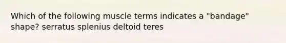 Which of the following muscle terms indicates a "bandage" shape? serratus splenius deltoid teres