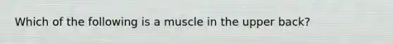 Which of the following is a muscle in the upper back?