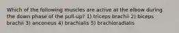 Which of the following muscles are active at the elbow during the down phase of the pull-up? 1) triceps brachii 2) biceps brachii 3) anconeus 4) brachialis 5) brachioradialis