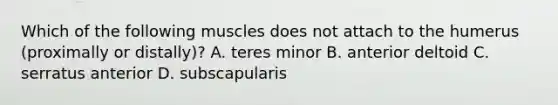 Which of the following muscles does not attach to the humerus (proximally or distally)? A. teres minor B. anterior deltoid C. serratus anterior D. subscapularis