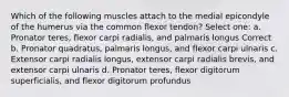 Which of the following muscles attach to the medial epicondyle of the humerus via the common flexor tendon? Select one: a. Pronator teres, flexor carpi radialis, and palmaris longus Correct b. Pronator quadratus, palmaris longus, and flexor carpi ulnaris c. Extensor carpi radialis longus, extensor carpi radialis brevis, and extensor carpi ulnaris d. Pronator teres, flexor digitorum superficialis, and flexor digitorum profundus