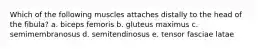 Which of the following muscles attaches distally to the head of the fibula? a. biceps femoris b. gluteus maximus c. semimembranosus d. semitendinosus e. tensor fasciae latae