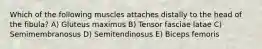 Which of the following muscles attaches distally to the head of the fibula? A) Gluteus maximus B) Tensor fasciae latae C) Semimembranosus D) Semitendinosus E) Biceps femoris