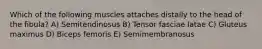 Which of the following muscles attaches distally to the head of the fibula? A) Semitendinosus B) Tensor fasciae latae C) Gluteus maximus D) Biceps femoris E) Semimembranosus