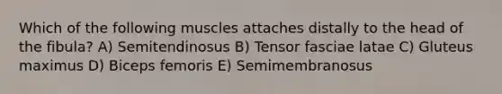 Which of the following muscles attaches distally to the head of the fibula? A) Semitendinosus B) Tensor fasciae latae C) Gluteus maximus D) Biceps femoris E) Semimembranosus