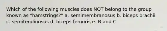 Which of the following muscles does NOT belong to the group known as "hamstrings?" a. semimembranosus b. biceps brachii c. semitendinosus d. biceps femoris e. B and C