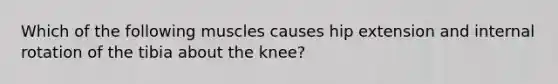 Which of the following muscles causes hip extension and internal rotation of the tibia about the knee?