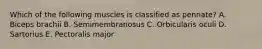 Which of the following muscles is classified as pennate? A. Biceps brachii B. Semimembranosus C. Orbicularis oculi D. Sartorius E. Pectoralis major