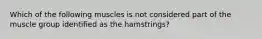 Which of the following muscles is not considered part of the muscle group identified as the hamstrings?