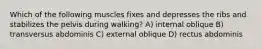 Which of the following muscles fixes and depresses the ribs and stabilizes the pelvis during walking? A) internal oblique B) transversus abdominis C) external oblique D) rectus abdominis