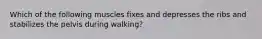 Which of the following muscles fixes and depresses the ribs and stabilizes the pelvis during walking?