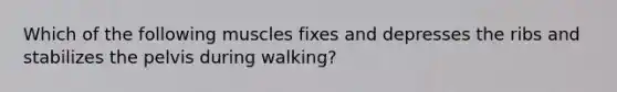 Which of the following muscles fixes and depresses the ribs and stabilizes the pelvis during walking?