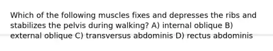 Which of the following muscles fixes and depresses the ribs and stabilizes the pelvis during walking? A) internal oblique B) external oblique C) transversus abdominis D) rectus abdominis